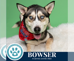 Small #4 Huskies -Siberian Husky Mix