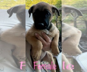 Labrador Retriever-Unknown Mix Dogs for adoption in Brooksville, FL, USA