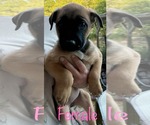 Small Labrador Retriever Mix