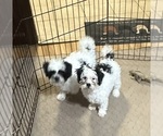 Small #1 Shih-Poo