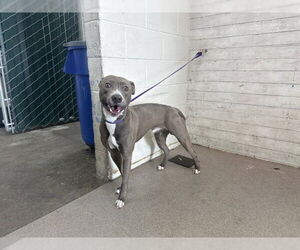 American Pit Bull Terrier Dogs for adoption in San Bernardino, CA, USA