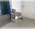 Small American Pit Bull Terrier