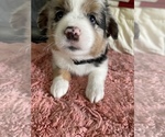 Small Photo #3 Australian Shepherd Puppy For Sale in PLATTE CITY, MO, USA