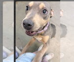Small #10 American Staffordshire Terrier Mix