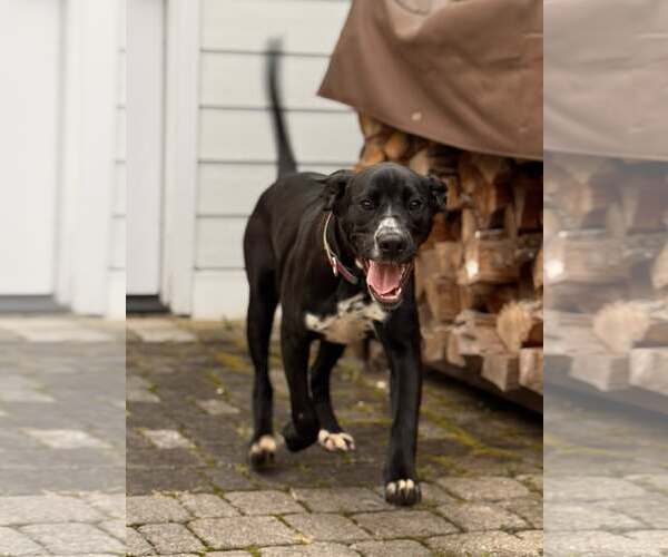 Medium Photo #4 Mutt Puppy For Sale in Uwchlan, PA, USA