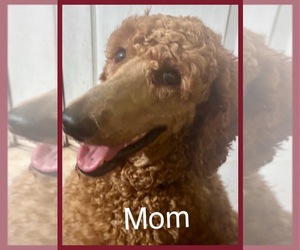 Mother of the Poodle (Standard) puppies born on 03/19/2023