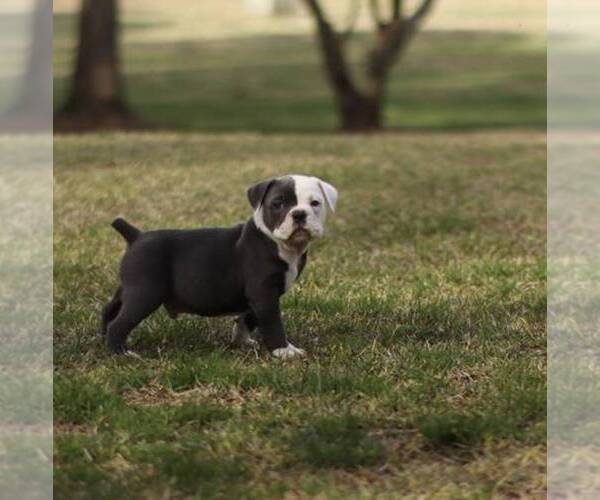 Medium Photo #2 Olde English Bulldogge Puppy For Sale in MANSFIELD, GA, USA