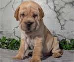Puppy Arlis Cocker-Pei