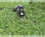 Small Photo #5 American Bully-Belgian Malinois Mix Puppy For Sale in GREENVILLE, NC, USA