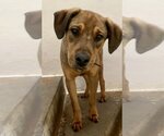 Small #1 Labrador Retriever-Redbone Coonhound Mix