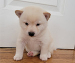 Small Photo #5 Shiba Inu Puppy For Sale in CARPENTERSVILLE, IL, USA