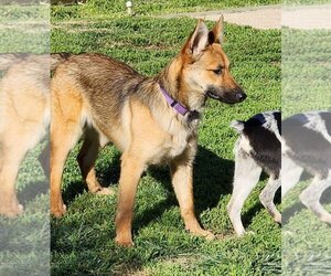 German Shepherd Dog-Unknown Mix Dogs for adoption in Gustine, CA, USA