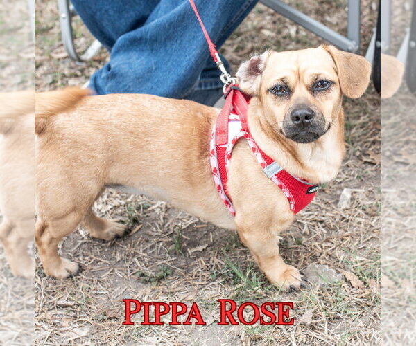 Medium Photo #4 Dachshund-Unknown Mix Puppy For Sale in San Antonio, TX, USA