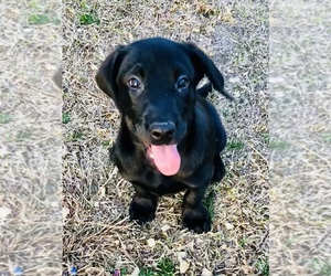 Labrador Retriever Puppy for Sale in WASHINGTON, North Carolina USA