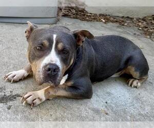 Mutt Dogs for adoption in Martinez, CA, USA