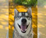 Small #1 Siberian Husky