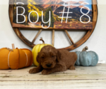 Small Photo #9 Goldendoodle Puppy For Sale in MONTROSE, CO, USA
