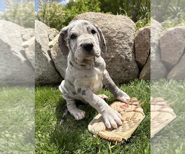 Medium Photo #1 Great Dane Puppy For Sale in MIDDLEBURY, IN, USA