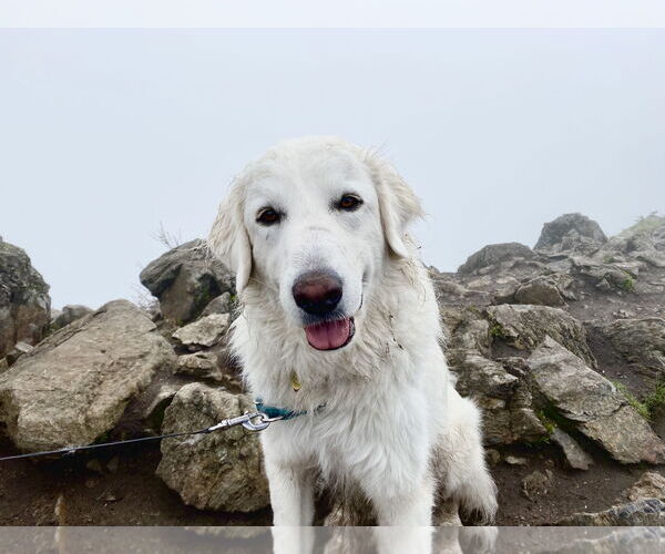 Medium Photo #4 Great Pyrenees Puppy For Sale in Spring, TX, USA
