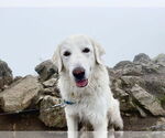 Small #3 Great Pyrenees
