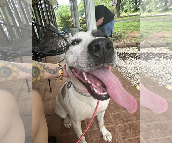 Medium Photo #2 American Staffordshire Terrier Puppy For Sale in Roaring River, NC, USA