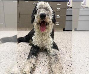 Old English Sheepdog Dogs for adoption in Brighton, CO, USA