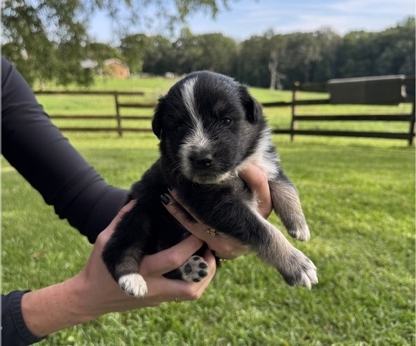 Medium Photo #2 Australian Shepherd Puppy For Sale in SENECA, SC, USA