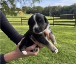 Small Photo #12 Australian Shepherd Puppy For Sale in SENECA, SC, USA
