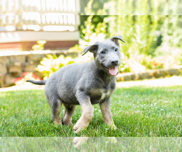 Medium Photo #4 German Shepherd Dog Puppy For Sale in GOSHEN, IN, USA