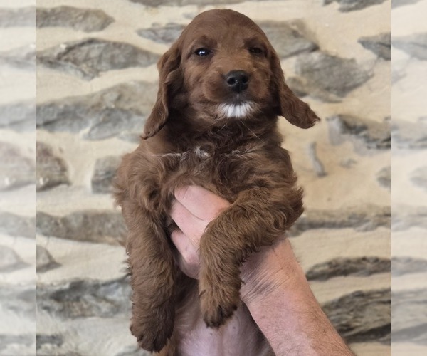 Medium Photo #4 Irish Doodle (Miniature) Puppy For Sale in NEW HOLLAND, PA, USA