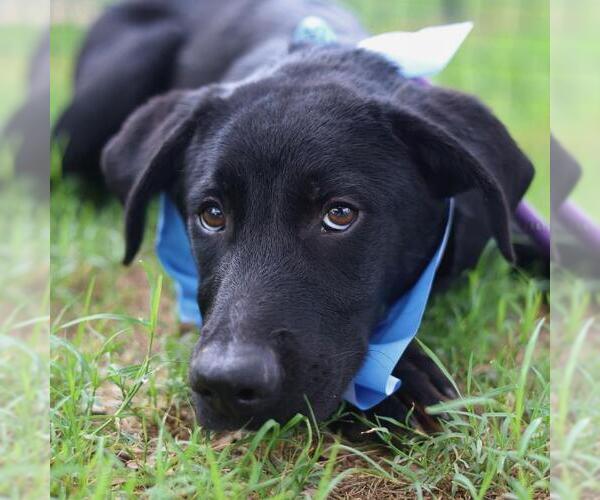 Medium Photo #1 Labrador Retriever-Unknown Mix Puppy For Sale in San Antonio, TX, USA