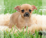 Small #1 Chihuahua