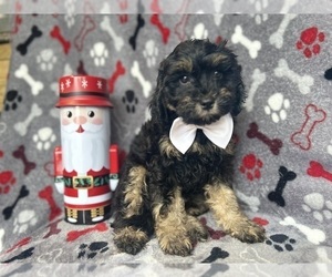Cavapoo Puppy for sale in LAKELAND, FL, USA