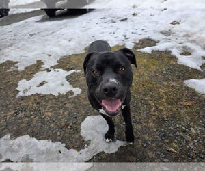 Bulldog-Labrador Retriever Mix Dogs for adoption in Tarrytown, GA, USA