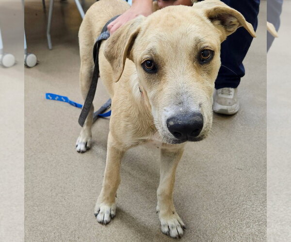 Medium Photo #2 Mutt Puppy For Sale in Rockaway, NJ, USA