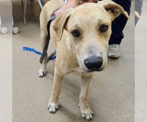 Bert GCH - Male Mutt Dog for Adoption - Photo #2