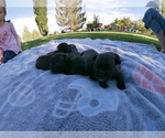 Small Photo #5 French Bulldog Puppy For Sale in TONOPAH, NV, USA