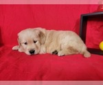 Puppy 5 Golden Retriever