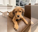 Small Boxer