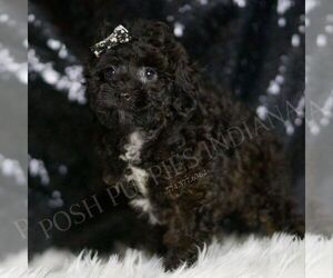 Poodle (Toy) Puppy for sale in WARSAW, IN, USA