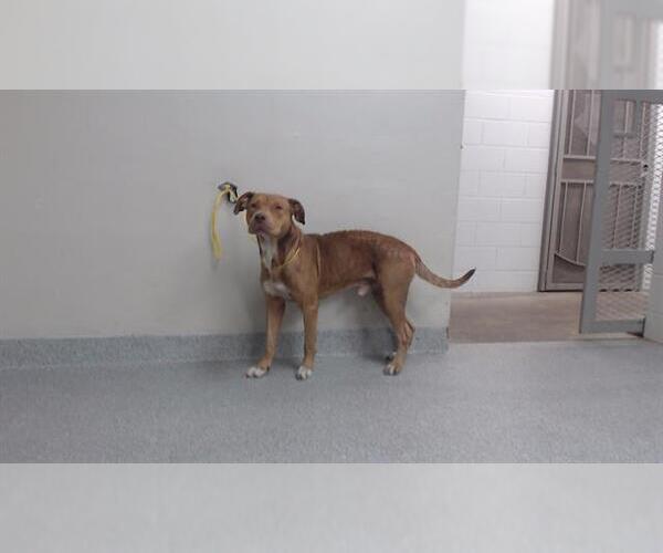 Medium Photo #1 American Pit Bull Terrier-Unknown Mix Puppy For Sale in Pasadena, TX, USA