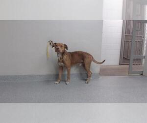 American Pit Bull Terrier-Unknown Mix Dogs for adoption in Pasadena, TX, USA