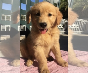 Golden Retriever Puppy for sale in SANTA ANA, CA, USA