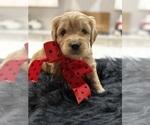 Small #2 Goldendoodle (Miniature)