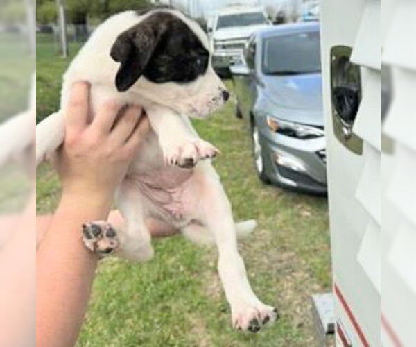 Medium Photo #1 Mutt Puppy For Sale in Houston, TX, USA