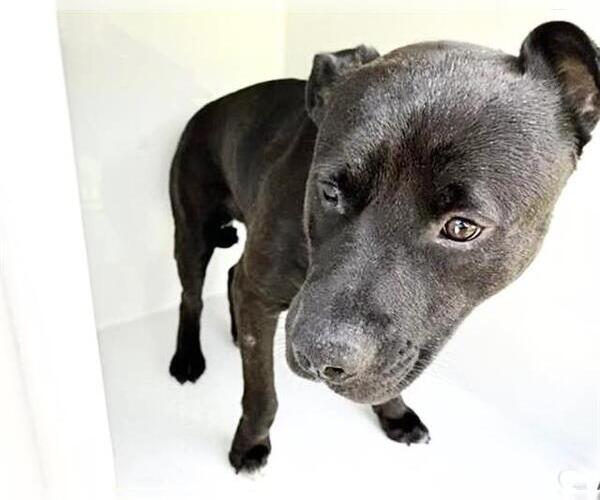 Medium Photo #1 Mutt Puppy For Sale in Houston, TX, USA