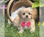 Small #11 Cav-A-Malt-Maltese Mix