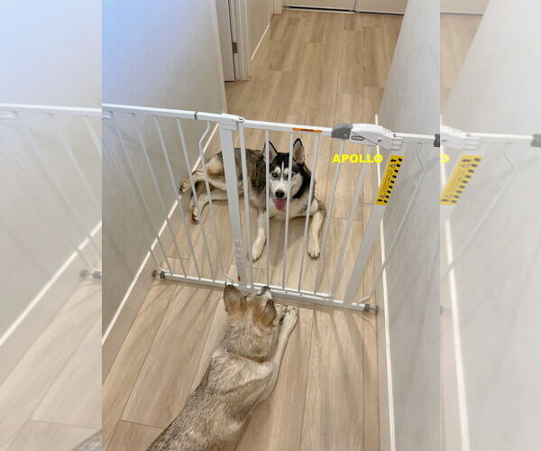 Medium Photo #3 - Mix Puppy For Sale in Woodland Hills, CA, USA