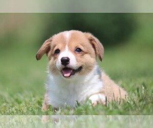 Pembroke Welsh Corgi Litter for sale in FORT MADISON, IA, USA