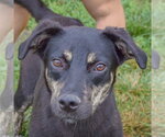 Small #2 German Shepherd Dog Mix